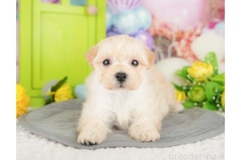 成約済の千葉県のマルプー:マルチーズ×トイプードル-382942の8枚目